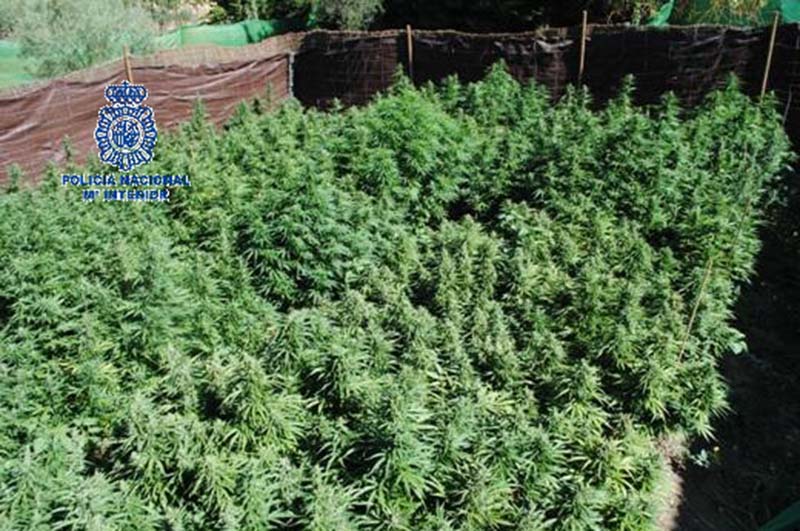 Parte de las plantas de marihuana encontrada en la operación de la Policía Nacional.