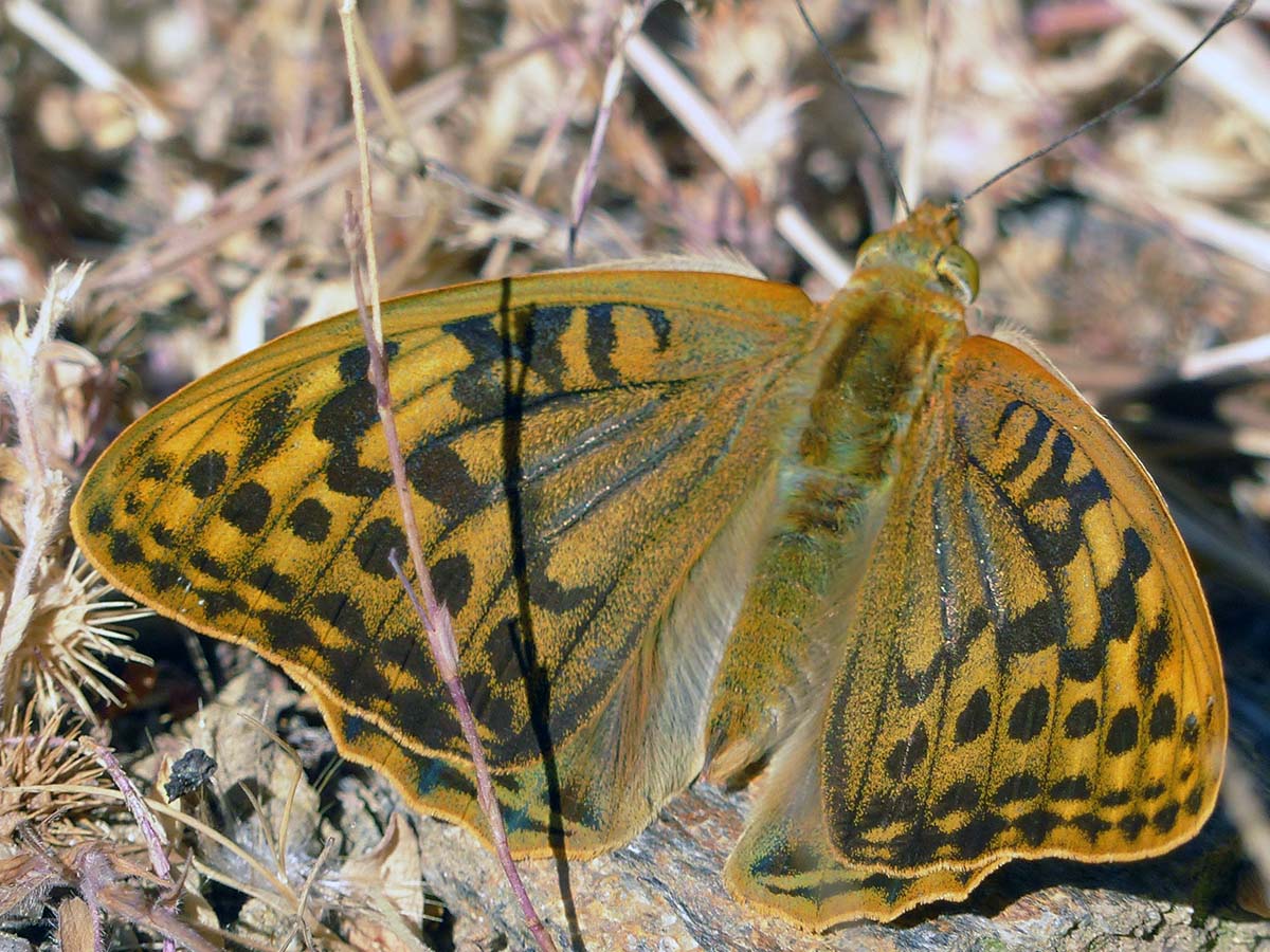 Ejemplar de Mariposa Pandora en la Serranía. Foto José María Canca.