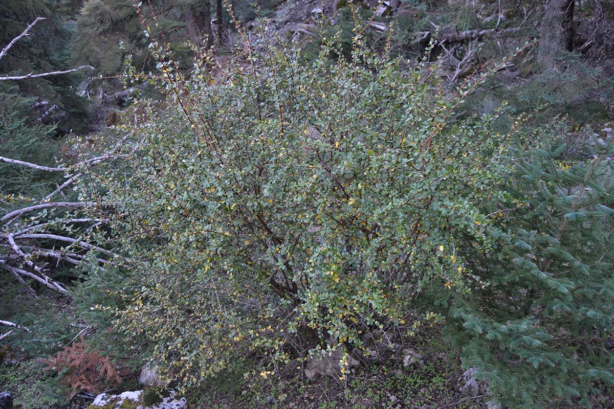 Imagen de una de estas plantas localizadas en la Serranía de Ronda.