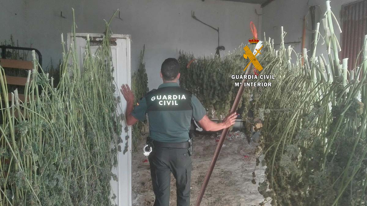 Las plantas de marihuana localizadas en la Serranía de Ronda.