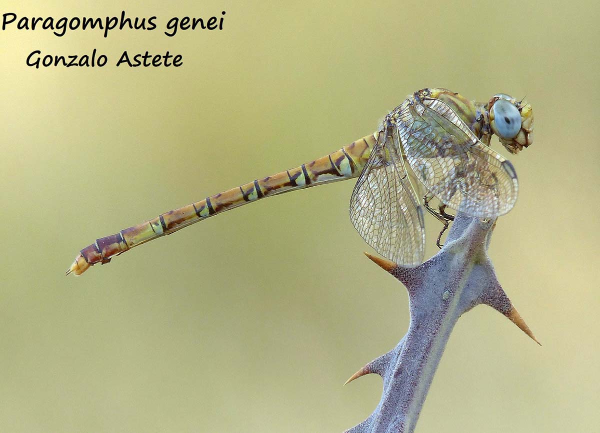Imagen de esta curiosa libélula tomada en la Serranía de Ronda. Foto Gonzalo Astete.
