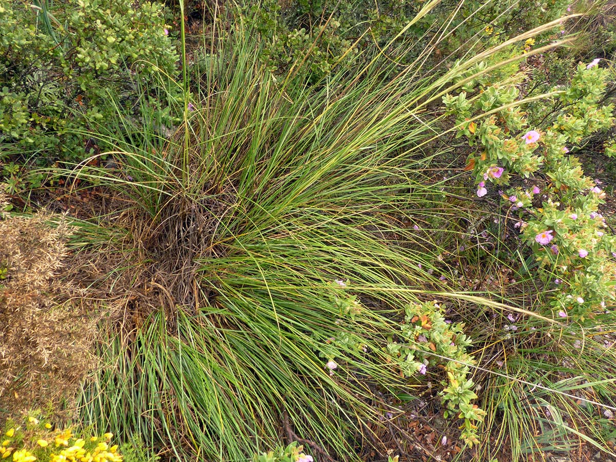 Imagen de una planta de esparto tomada en la Serranía de Ronda.