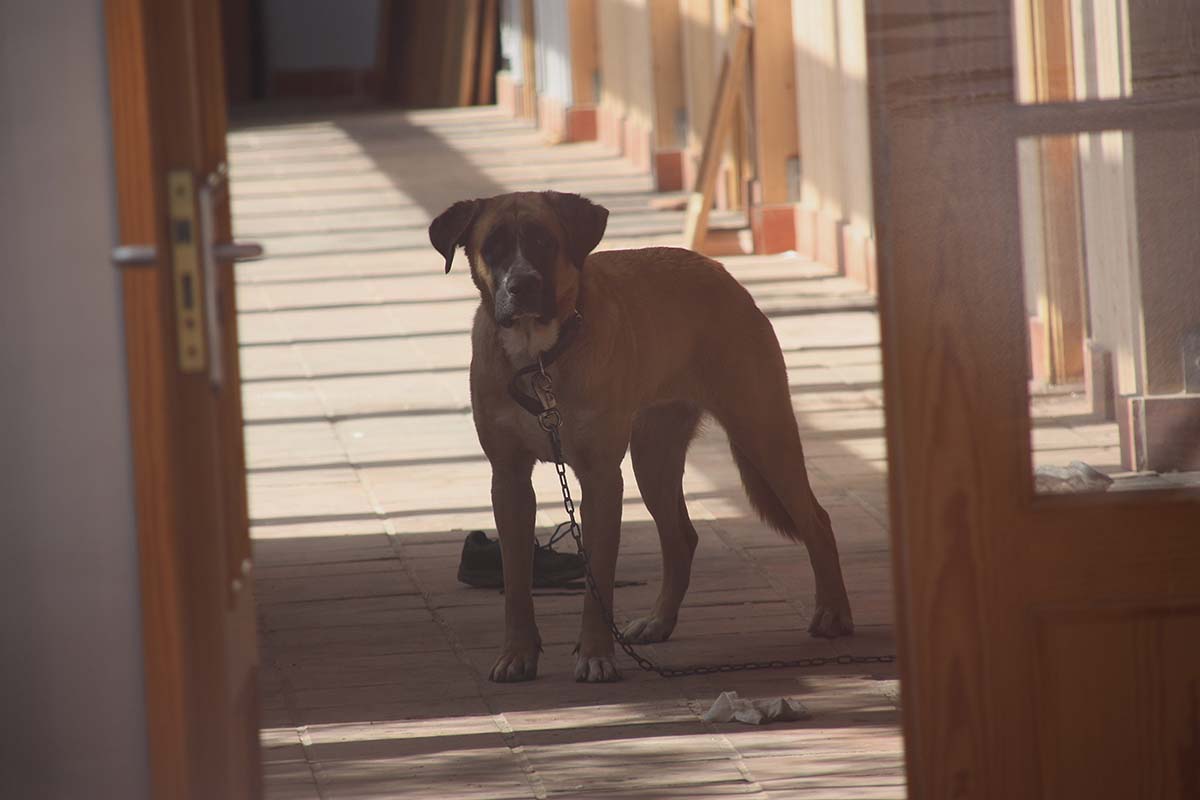 Un perro de grandes dimensiones está atado con una cadena en uno de los pasillos del Centro del Mueble Rondeño.