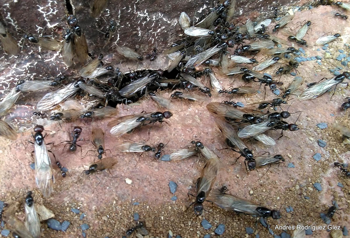 Una colonia de alúas localizada en la Serranía de Ronda.