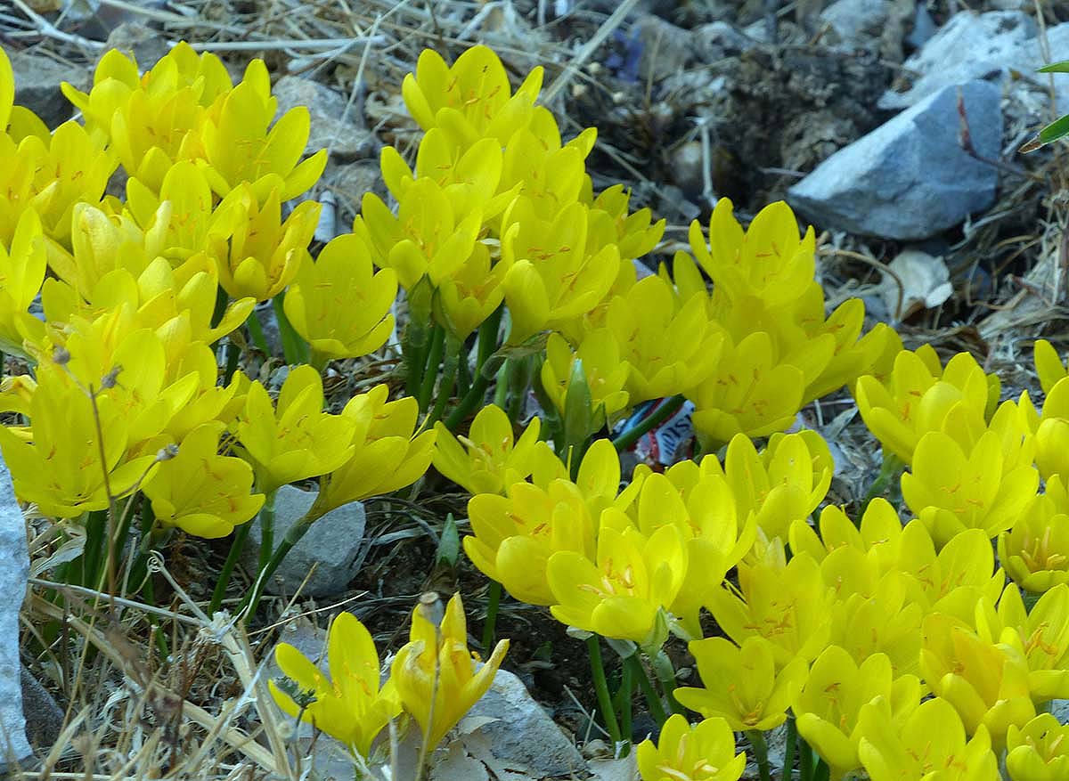 Este tipo de plantas crece habitualmente en la Sierra de Grazalema. Foto Andrés Rodríguez.