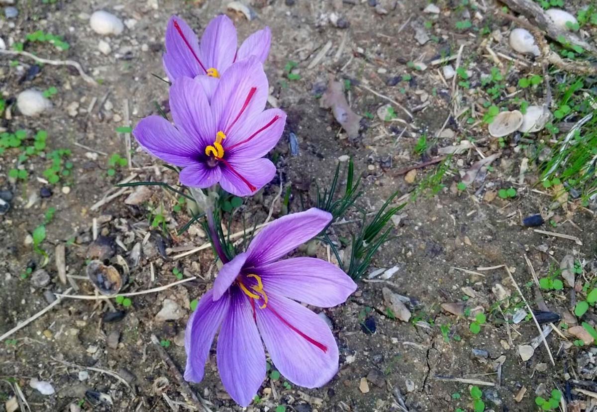 Una planta de azafrán localizada en la Serranía. Foto Gonzalo Astete Sánchez.