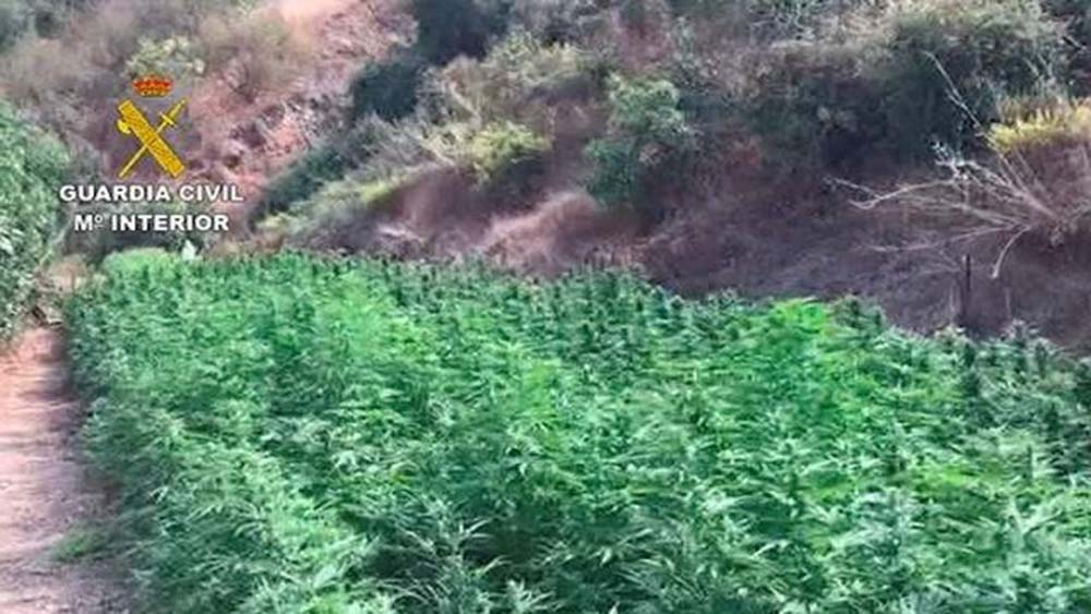 La Guardia Civil desarticula una organización criminal que mantenía una plantación de marihuana en la estación de Gaucín