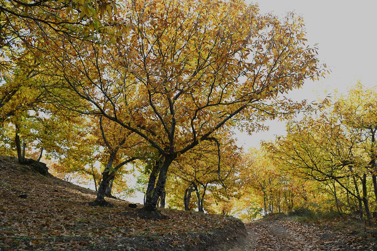 Las imágenes son espectaculares en los castañares durante el otoño.