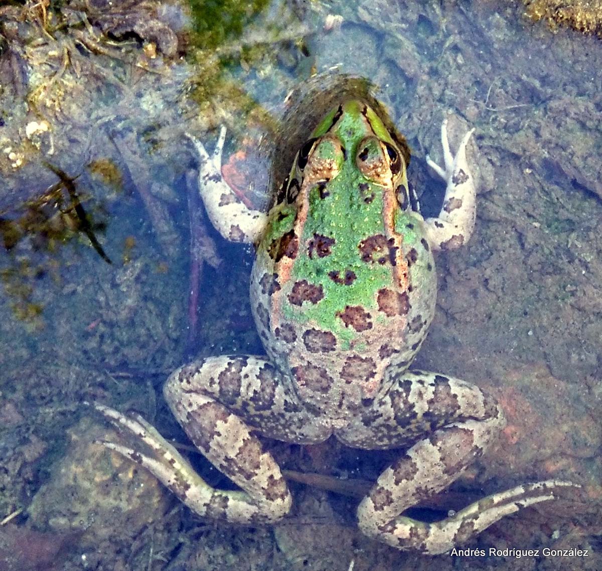 Imagen de rana común tomada en la Serranía. Foto Andrés Rodríguez.