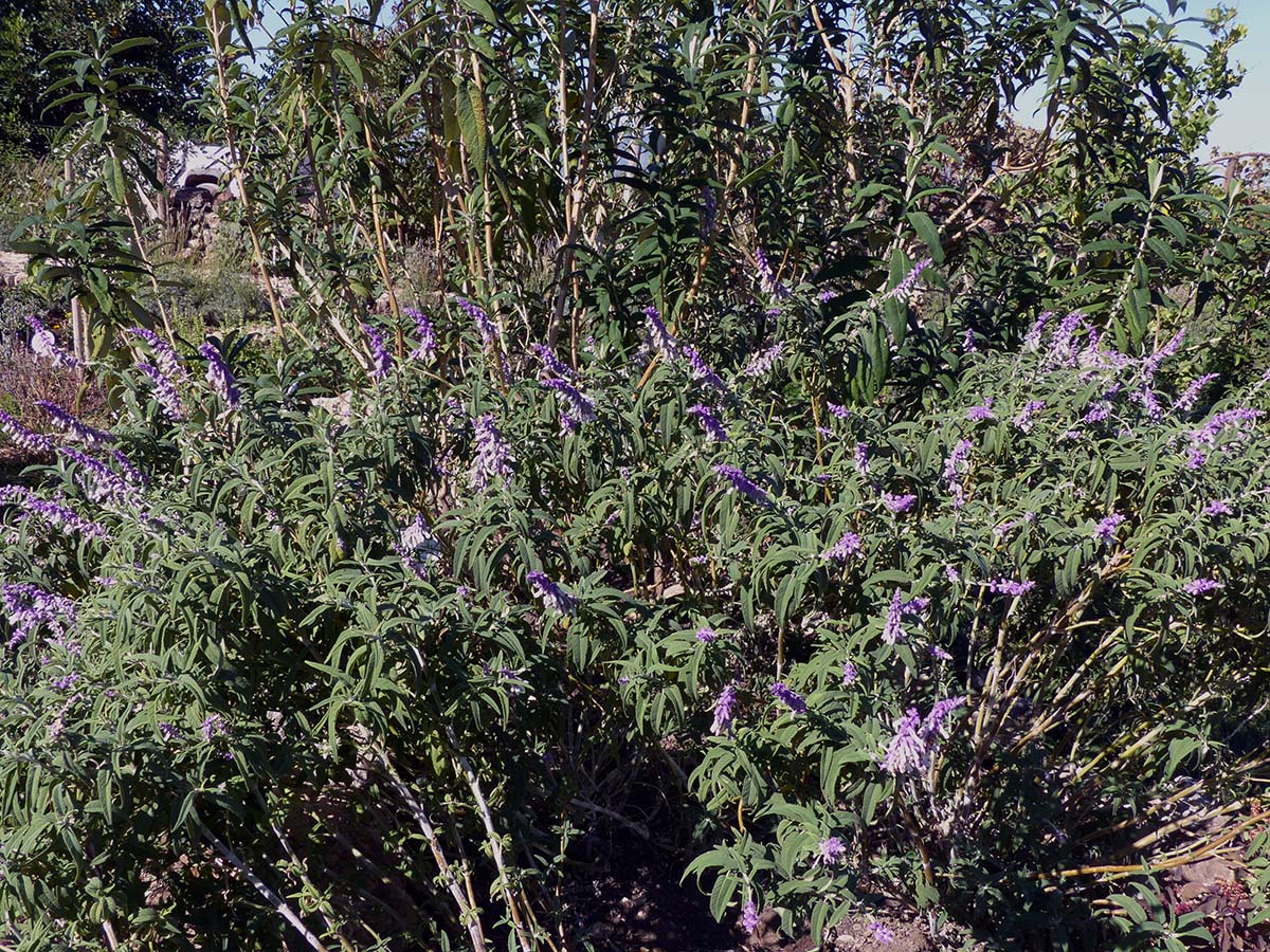 Imagen de una planta de salvia localizada en la Serranía de Ronda. Foto Andrés Rodríguez.