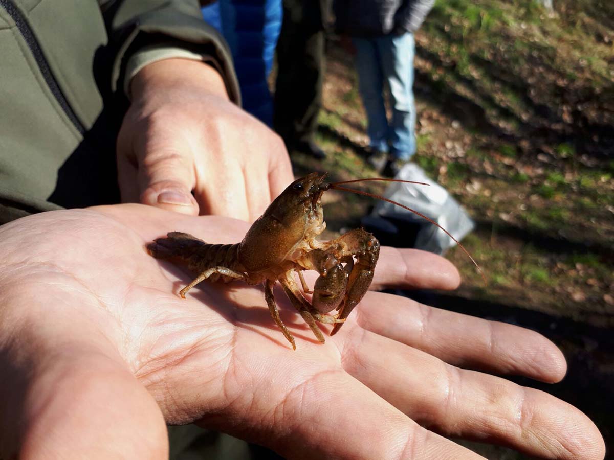 La Junta suelta 400 ejemplares de cangrejo autóctono de río en la Serranía para asegurar la pervivencia de esta especie amenazada