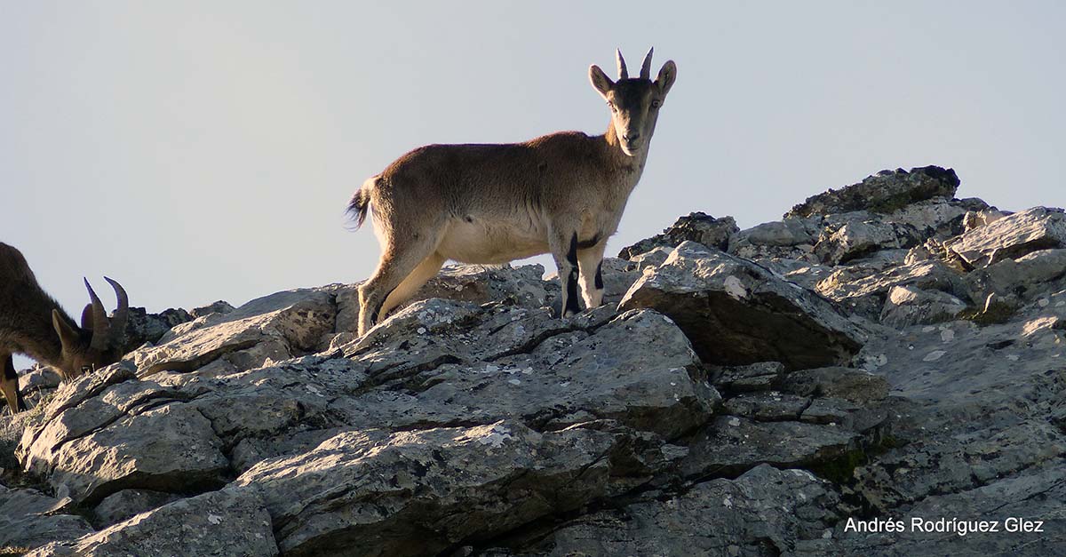 Fauna de la Serranía de Ronda: Cabra montés (Capra pyrenaica)