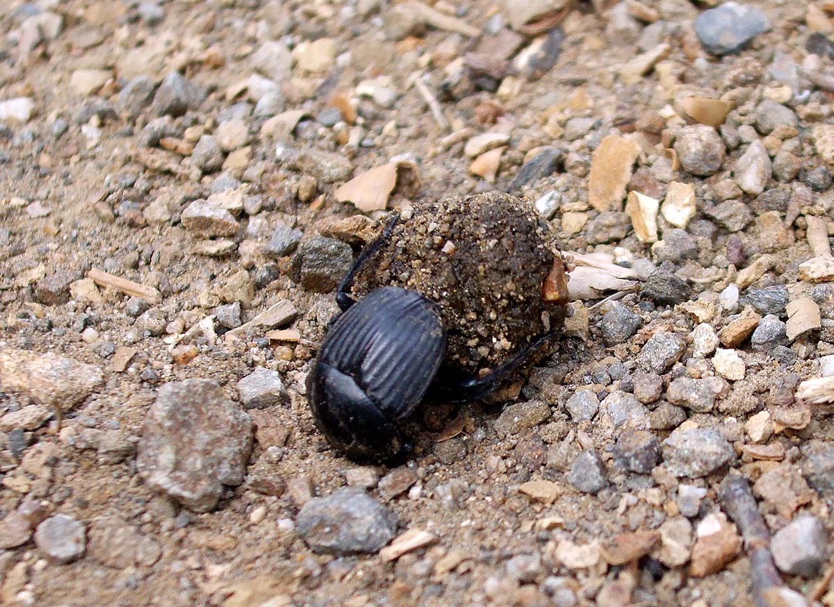 Fauna de la Serranía de Ronda: Escarabajo pelotero (Scarabaeus laticollis)