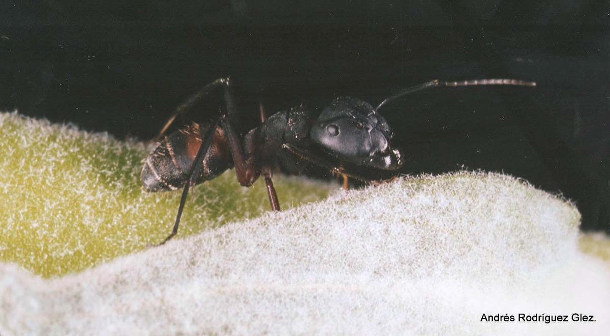 Hormigas de la Serranía de Ronda: Camponotus cruentatus