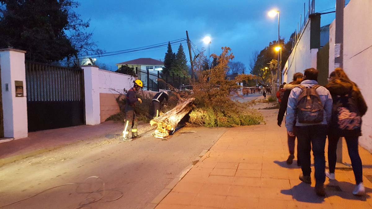 El temporal de viento azota la ciudad de Ronda y provoca caída de postes eléctricos y de árboles