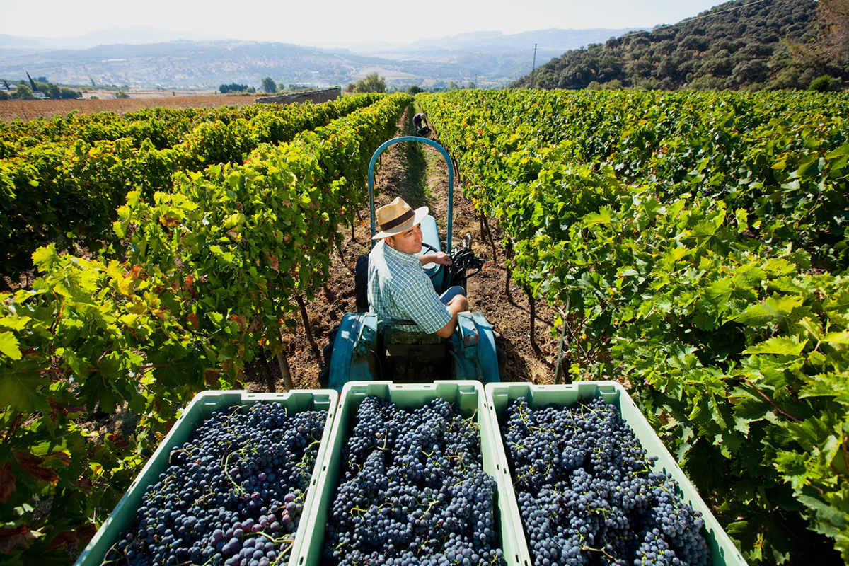 Esta bodega rondeña ha sido una de las quince elegidas para representar el sector del vino andaluz en Japón.