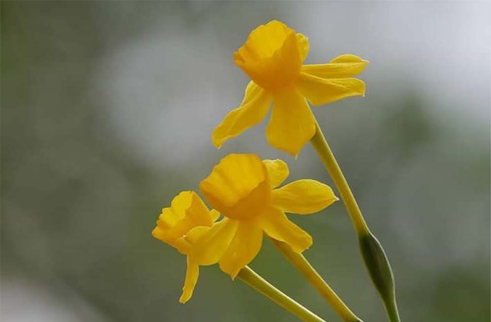 Imagen de un narciso amarillo tomada en la Serranía de Ronda. Foto Gonzalo Astete.