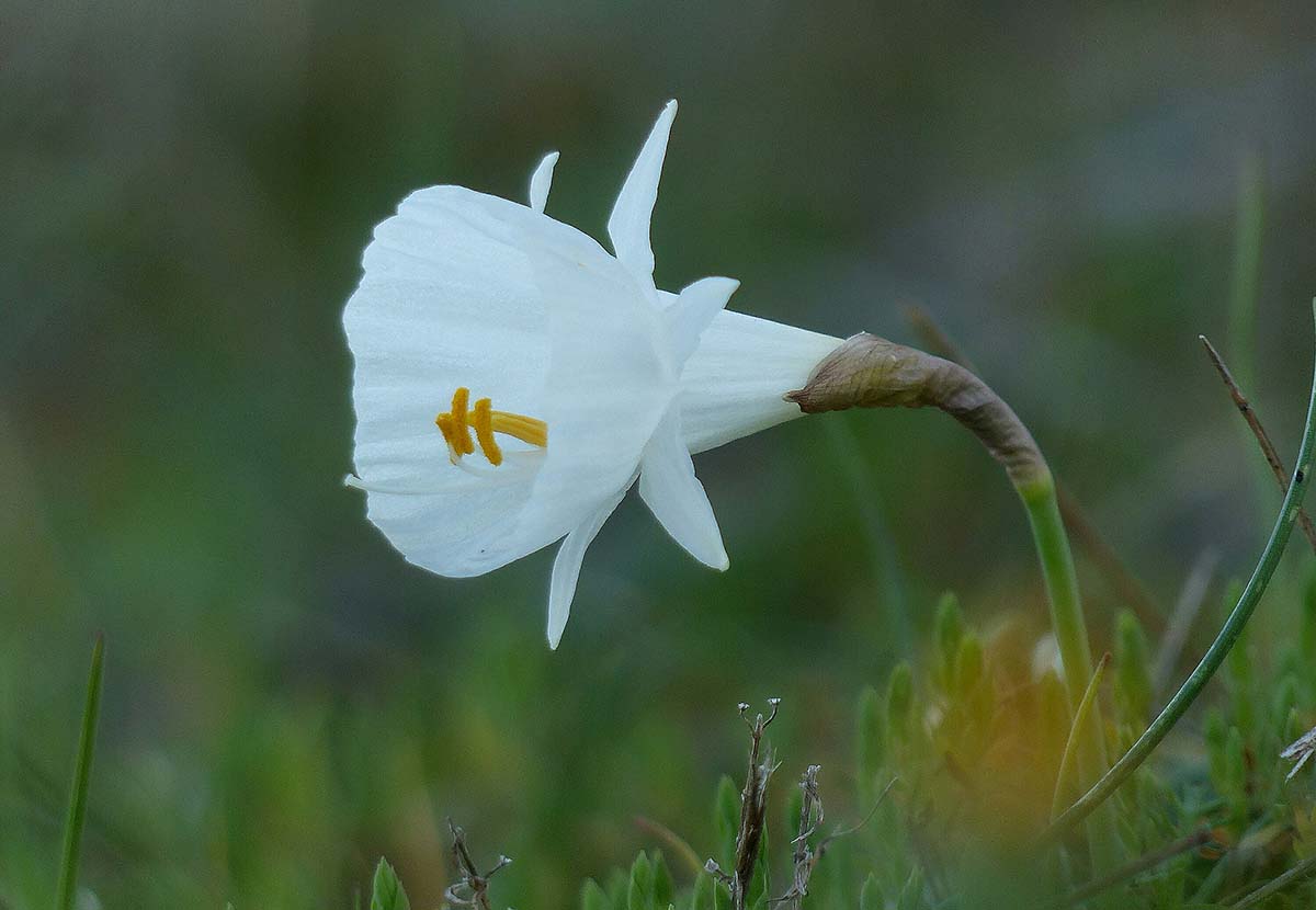 Imagen de un narciso blanco tomada en la Serranía de Ronda. Foto Gonzalo Astete.