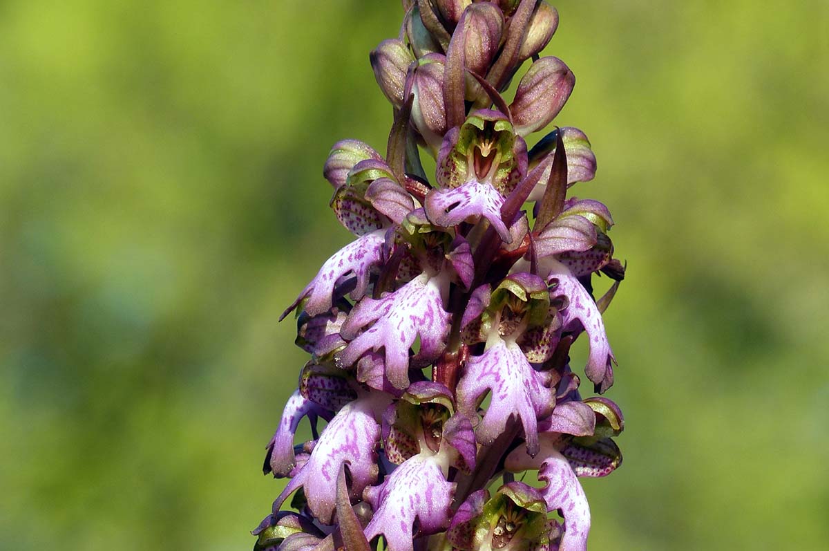 Imagen de una orquídea gigante localizada en la Serranía de Ronda.