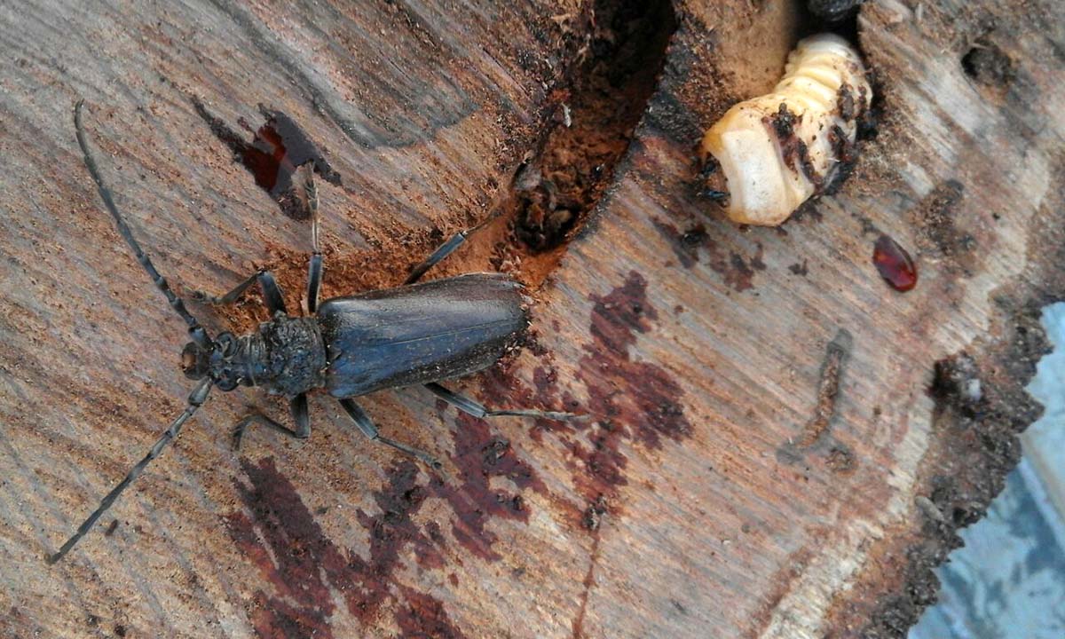 Ejemplar de un escarabajo 'taladro de encinas'. Foto José María Calderón.