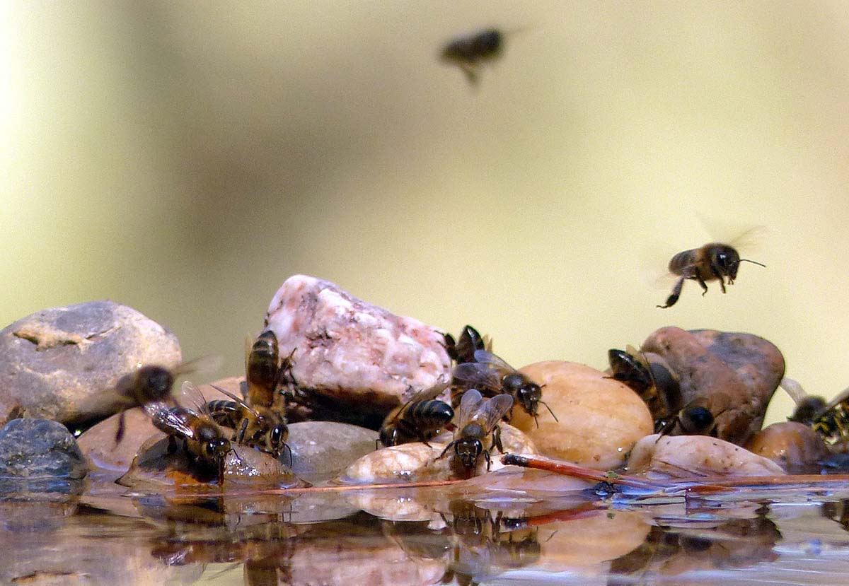 Abejas en un río de la Serranía de Ronda. Foto Andrés Rodríguez.