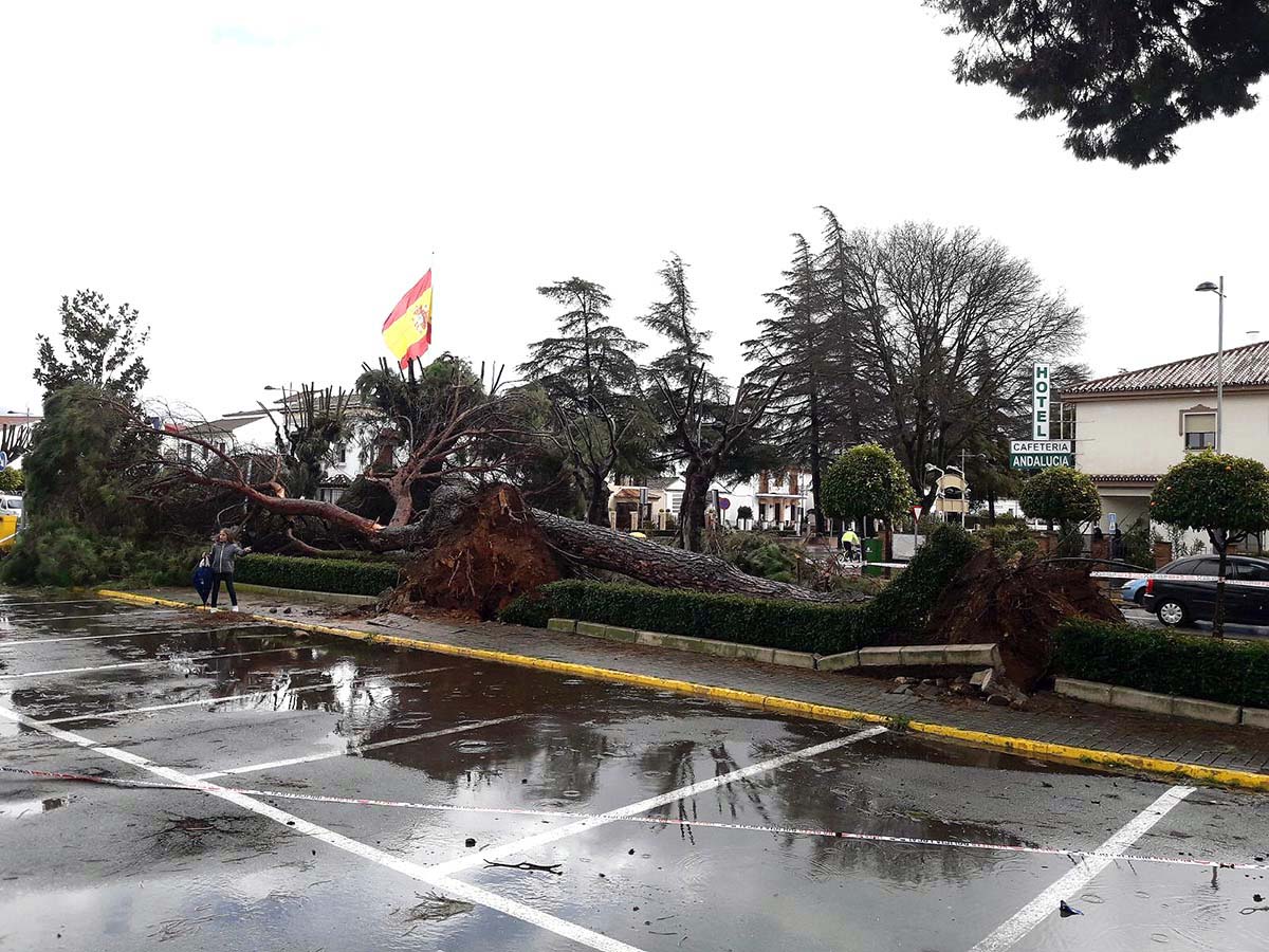 La borrasca abandona la Serranía dejando a su paso árboles caídos y tejas desprendidas