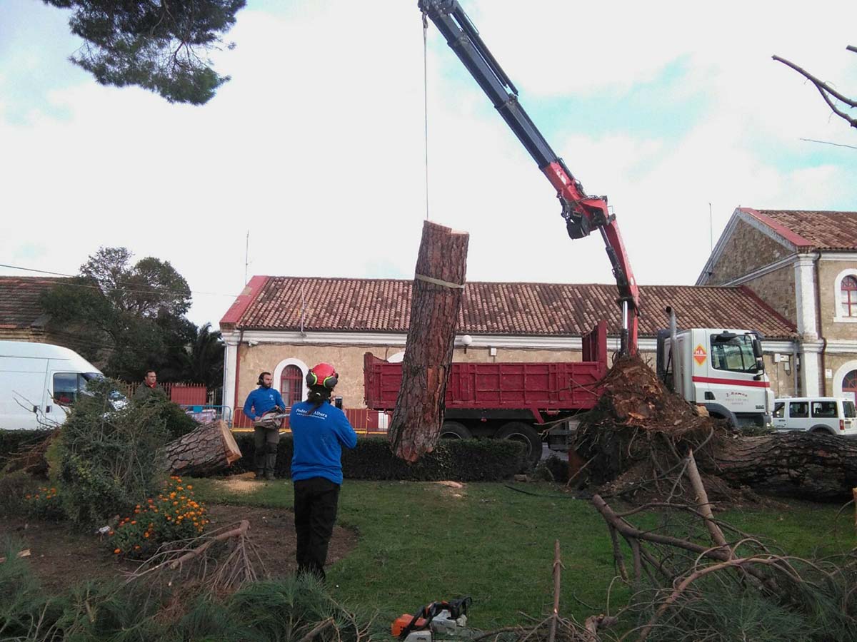 Operarios retiran los pinos arrancados por el viento el pasado fin de semana, Foto Andrés Rodríguez.