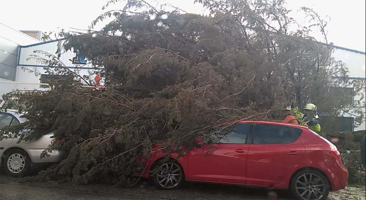 Un árbol de grandes dimensiones se ha desplomado sobre dos coches en el polígono.
