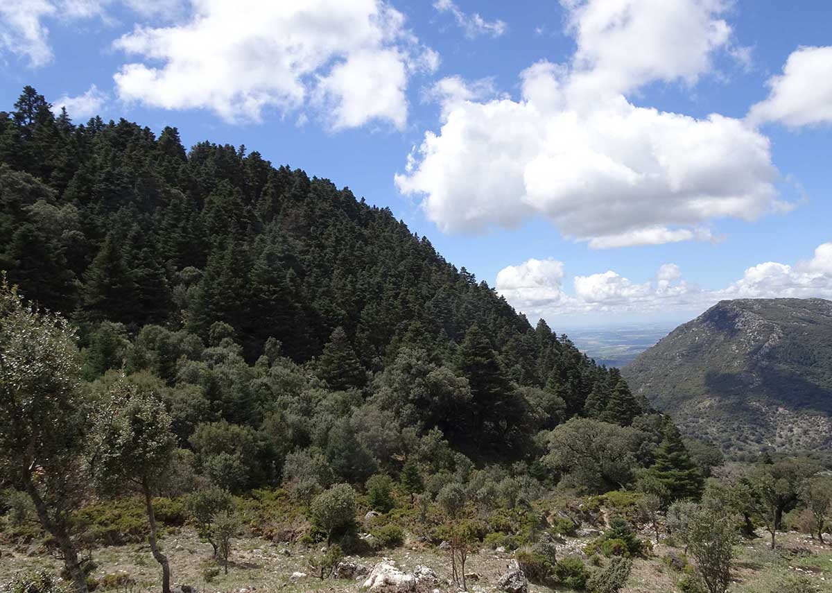 El pinsapar está situado en una finca privada que es propiedad de una sociedad belga.