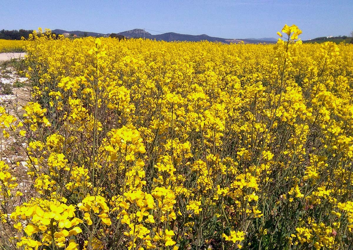 Una plantación de colza situada en los alrededores de Ronda. Foto Andrés Rodríguez.