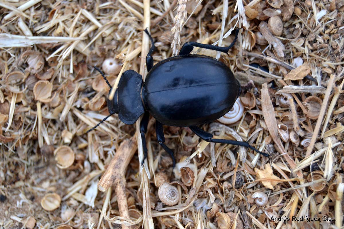 Imagen de un escarabajo morica tomada en la Serranía de Ronda. Foto Andrés Rodríguez.