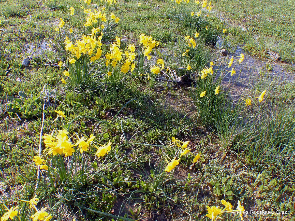 Imagen de narcisos de Montejaque tomadas en la Serranía de Ronda.