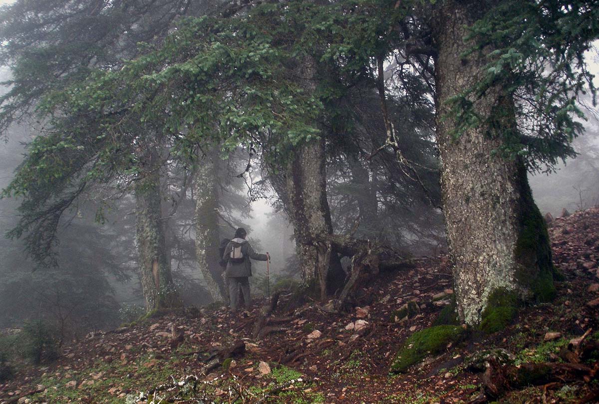 Bosque de pinsapos en la Sierra de las Nieves, Foto Paz Sánchez Baíllo.