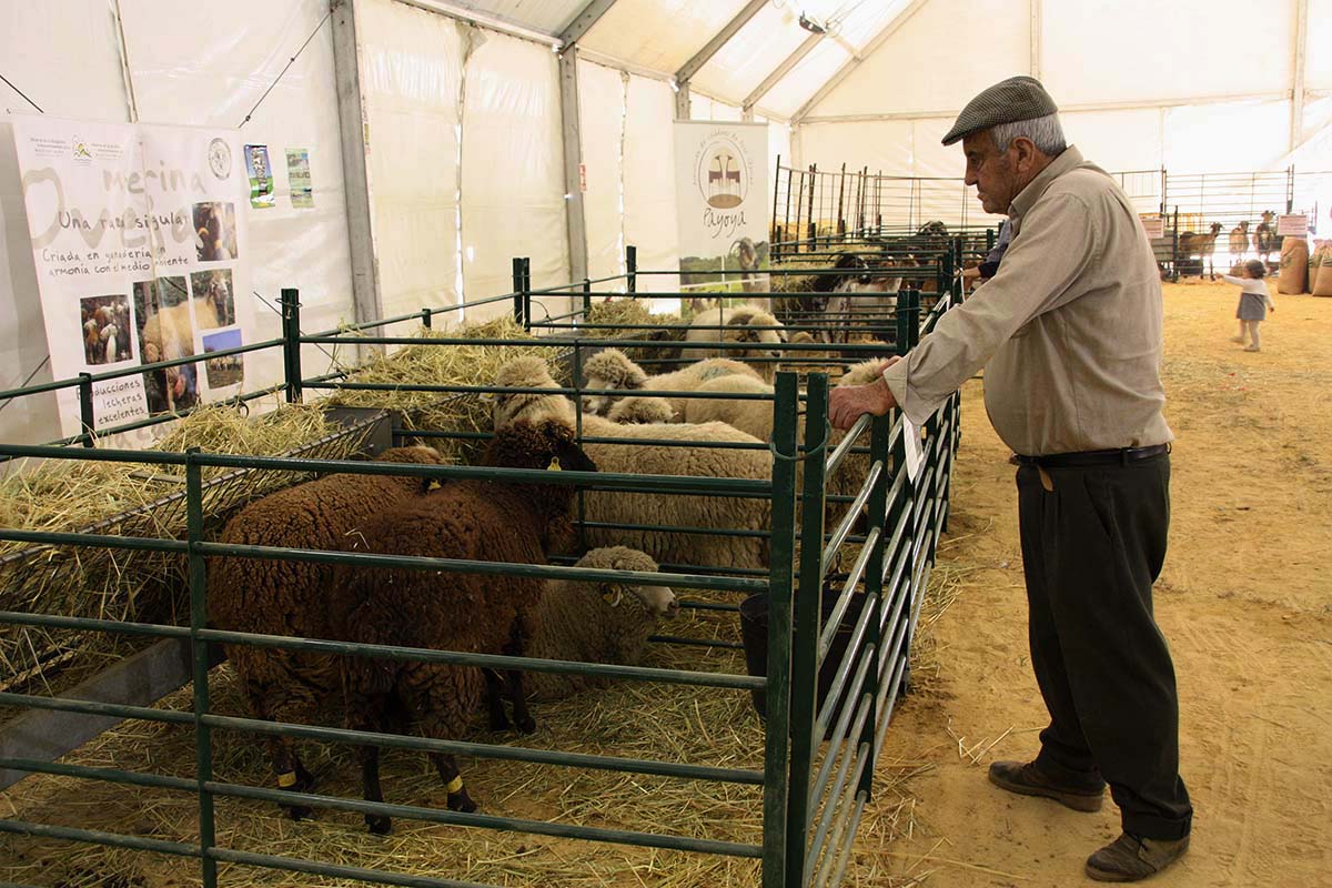 Una de las atracciones de la Feria de Mayo es la exposición de ganado.