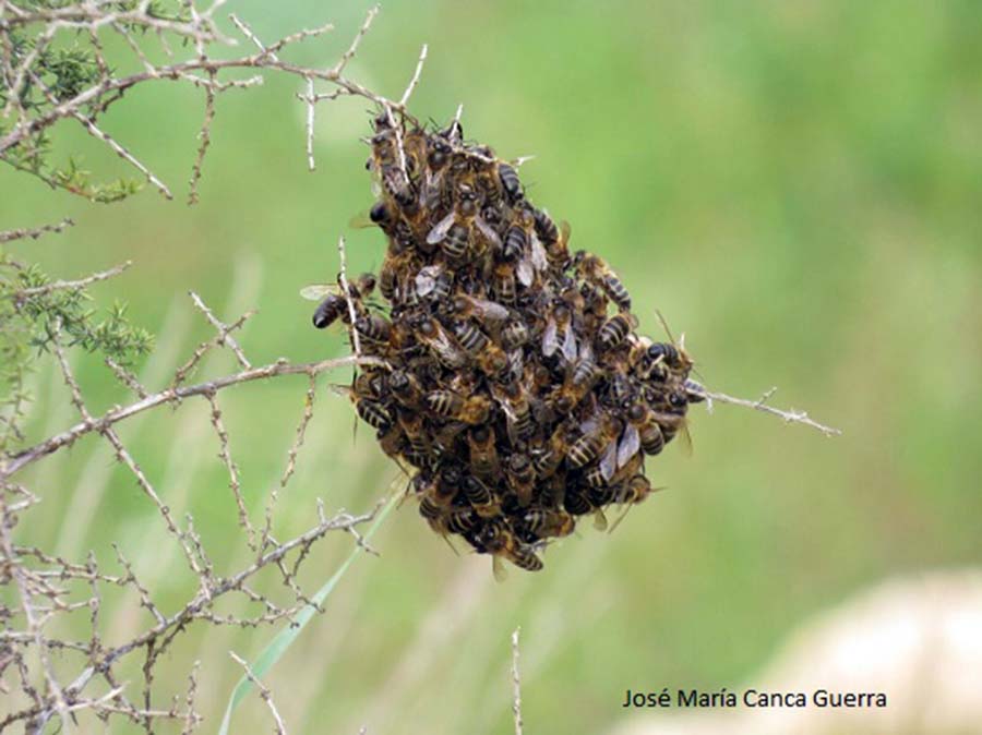 Un enjambre de abejas localizado en la Serranía de Ronda. Foto José María Canca.
