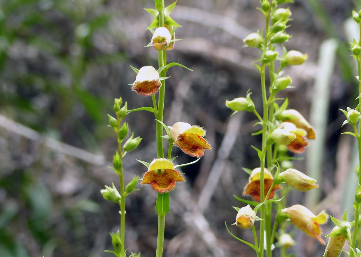 Imagen de una de estas singulares plantas localizada en la comarca. Foto Andrés Rodríguez.