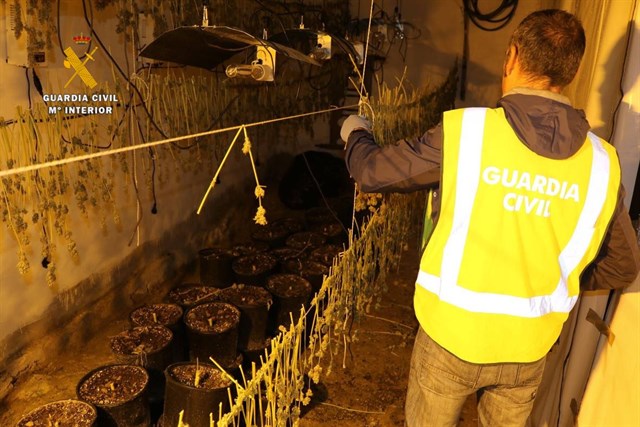 Un agente de la Guardia Civil en la plantación localizada en Setenil de las Bodegas.