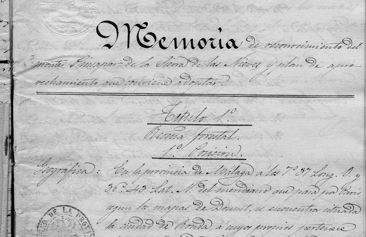 Memoria del trabajo realizado por Laynez sobre el pinsapar de la Serranía de Ronda.