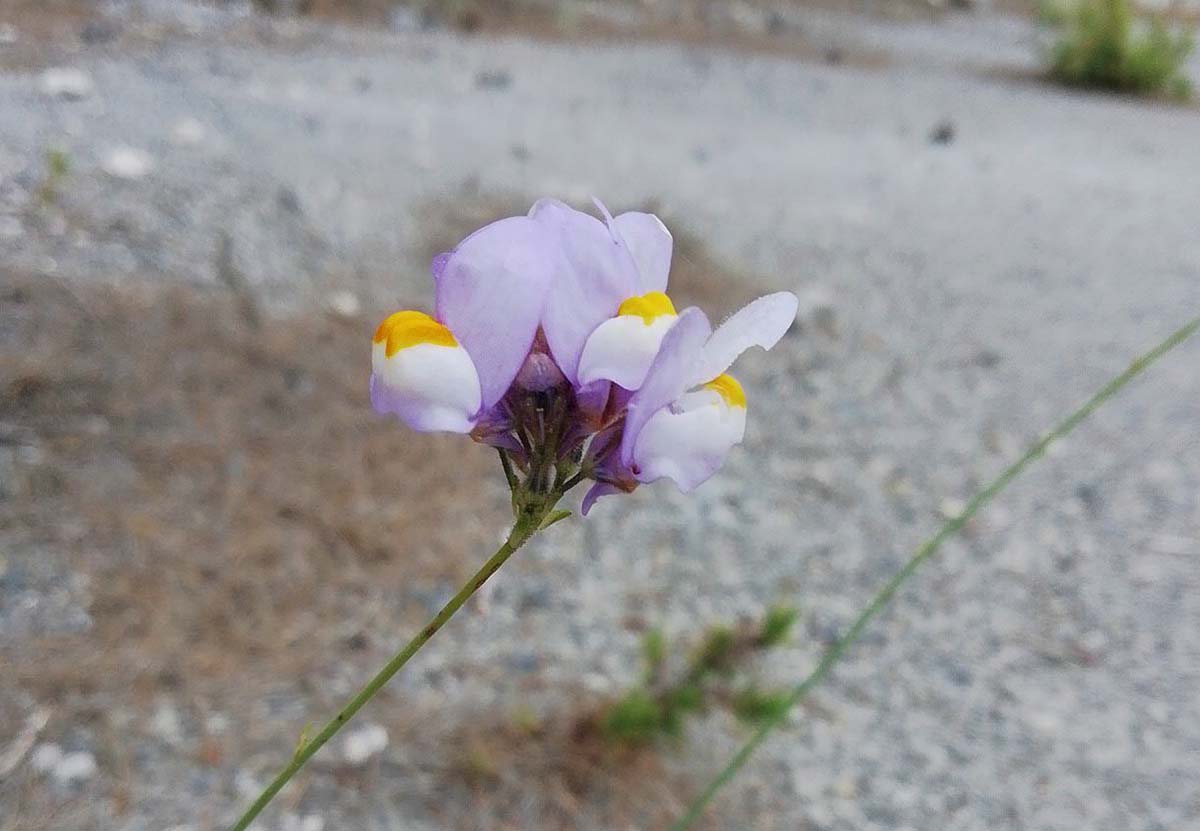 Imagen de una linaria de Clemente localizada en la Sierra de Mijas. Foto Andrés Rodriguez.
