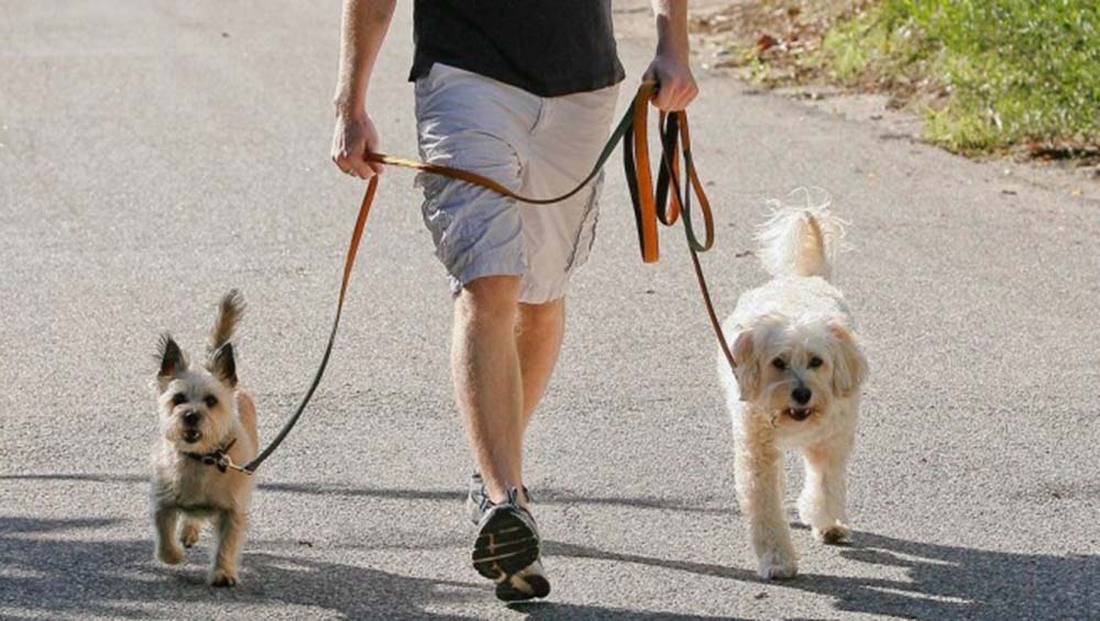 La nueva medida busca que los rondeños puedan adoptar a sus mascotas.