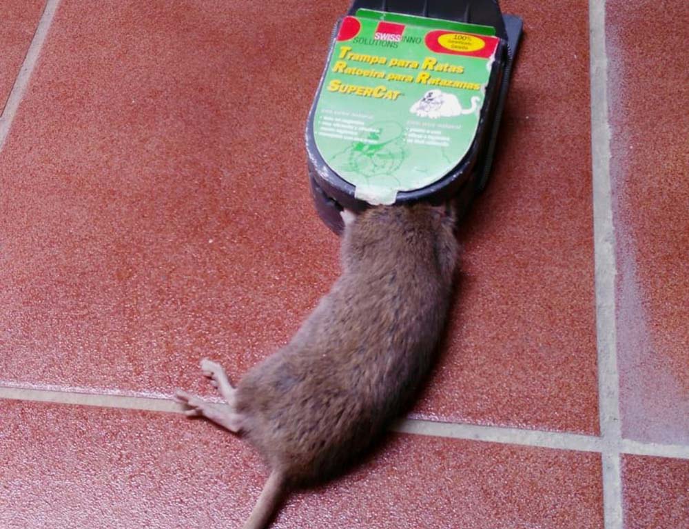 Una de las ratas que ha sido cazada por los vecinos con una trampa.