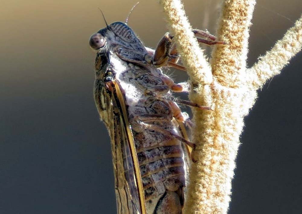 Fauna de la Serranía de Ronda: Chicharra