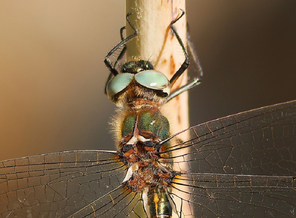 Imagen de esta curiosa libélula tomada en el cauce del río Guadalevín. Foto Gonzalo Astete.
