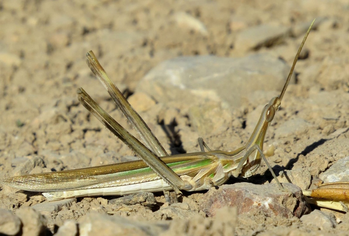 Imagen de un saltamontes narigudo tomada en la Serranía- Foto José María Camca Guerra.