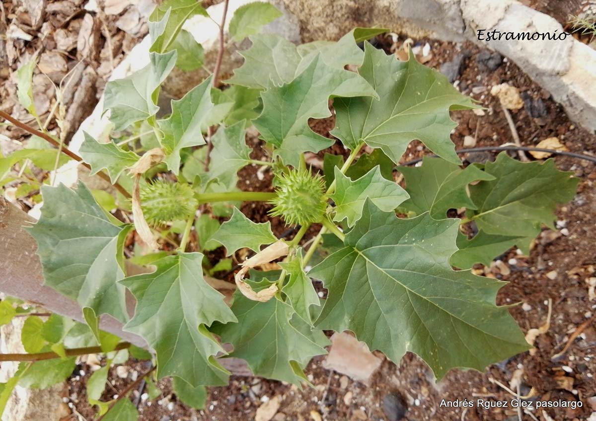 Imagen de esta peligrosa planta del Diablo localizada en la Serranía, Foto Andrés Rodríguez.