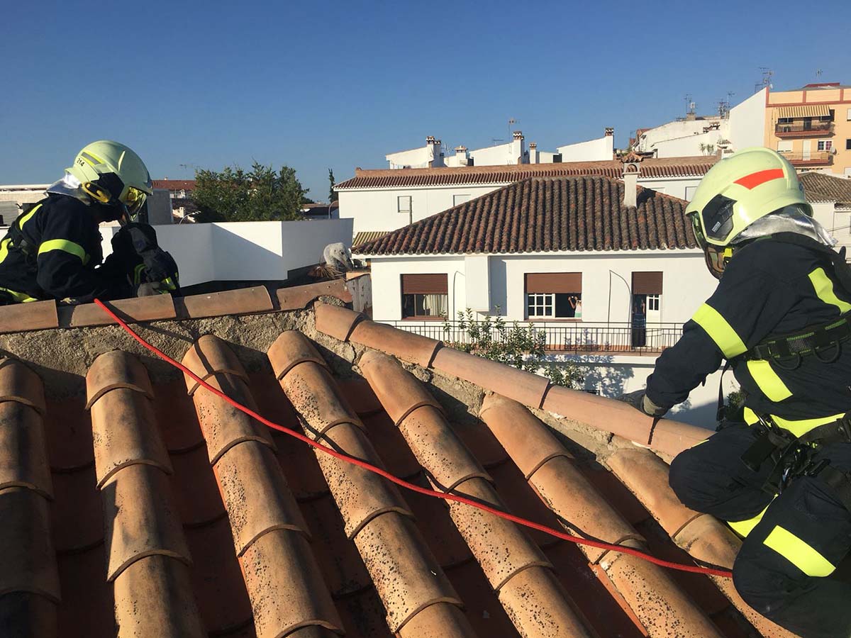 Momento en el que los bomberos rescatan al buitre leonado del tejado.