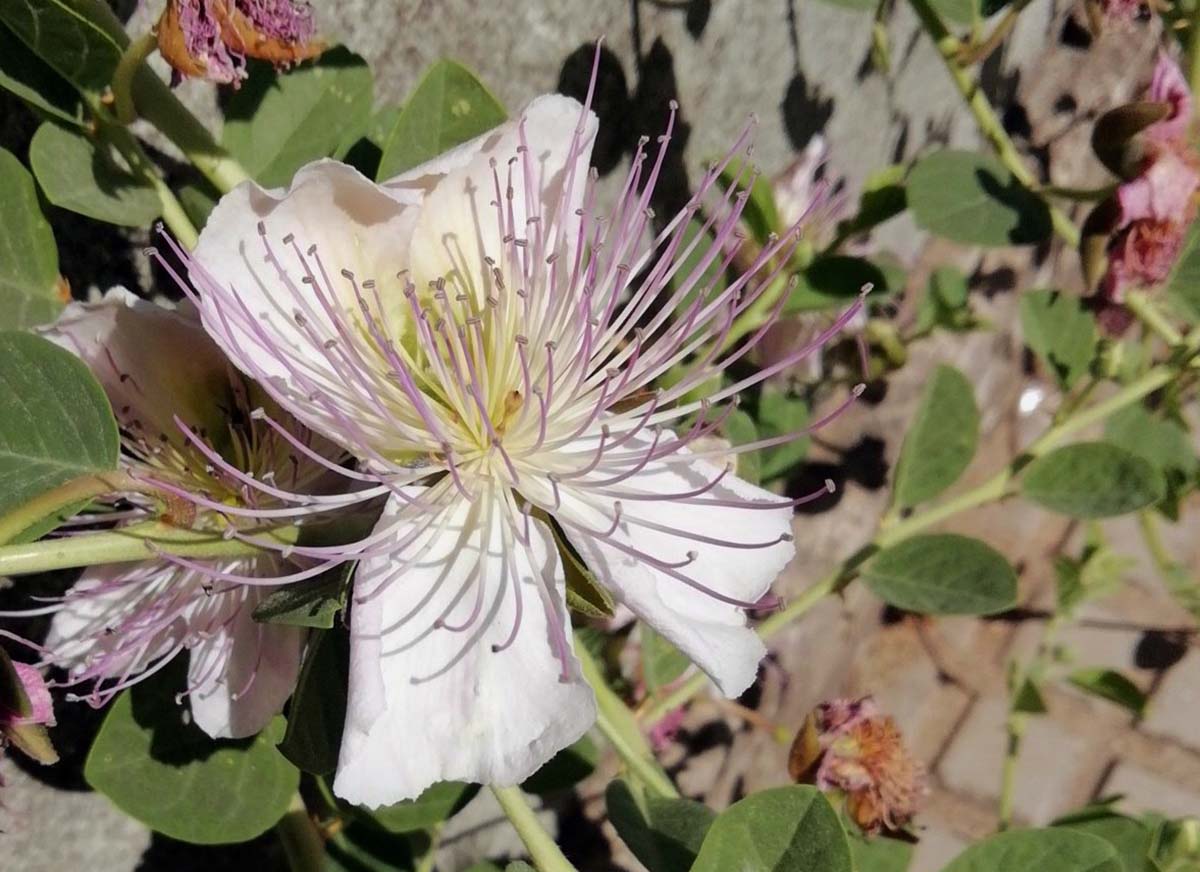 Fauna de la Serranía de Ronda: Alcaparra (Capparis spinosa)