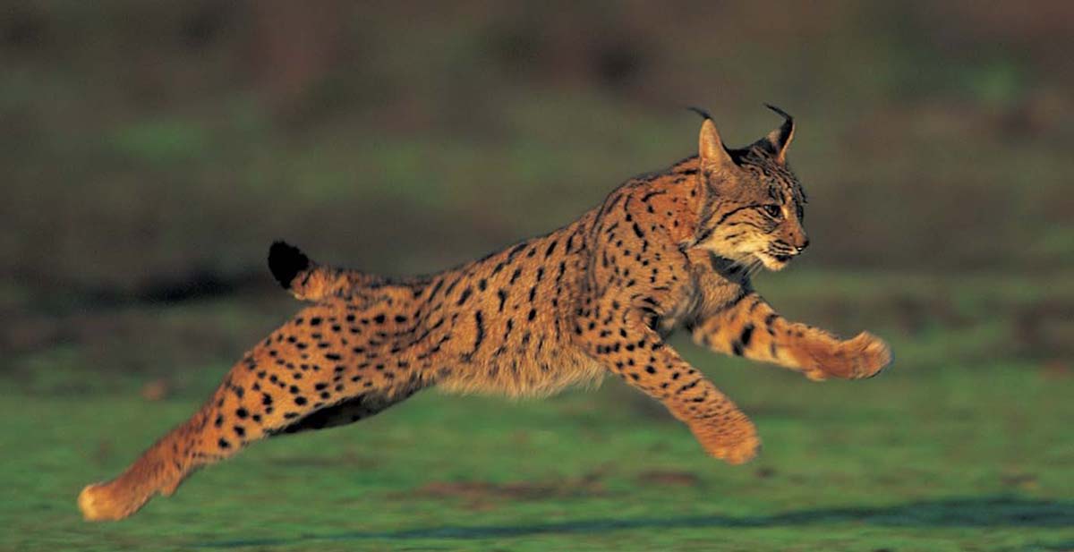 Imagen de un lince ibérico en un documental sobre la fauna.
