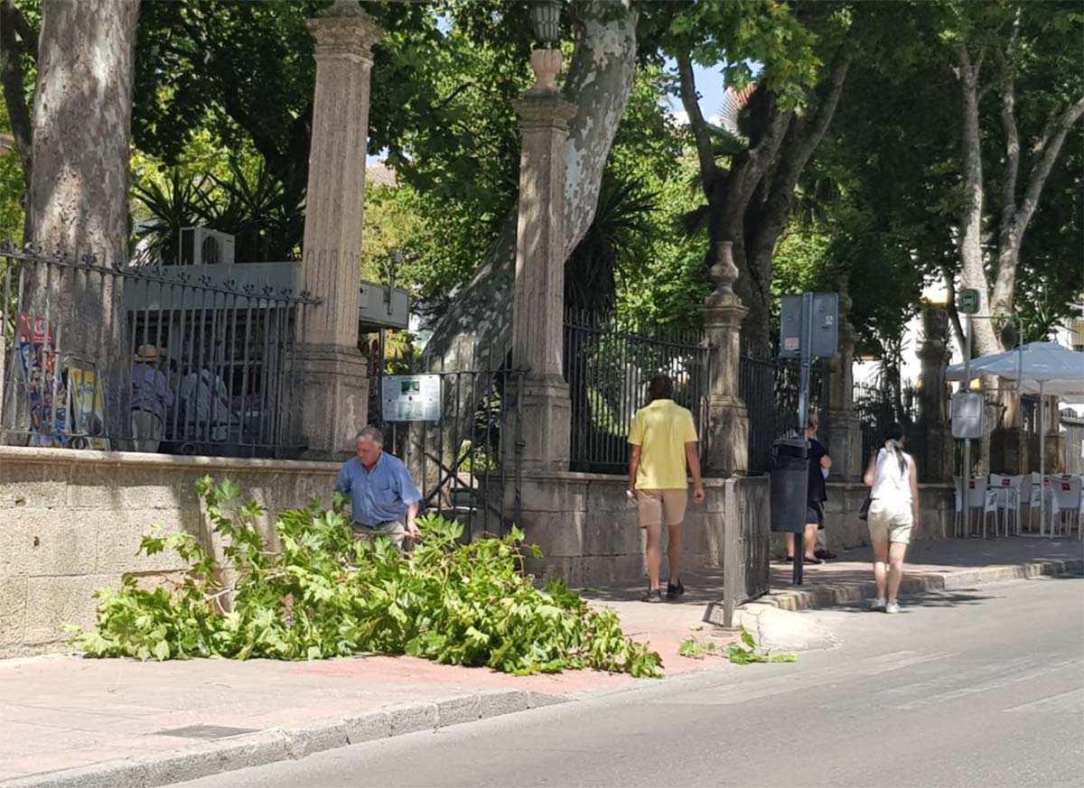 Una rama de grandes proporciones se desploma en la puerta de la Alameda cuando pasaban dos viandantes por el lugar