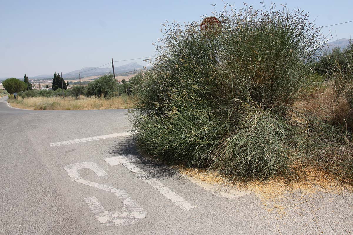 La maleza ocupa una parte de la calzada y además tapa la señal de Stop.